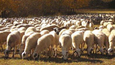 el-gobierno-publica-la-orden-con-importantes-reducciones-en-el-irpf-2024-para-800.000-agricultores-y-ganaderos