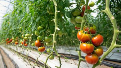 el-gobierno-de-canarias-respalda-la-solicitud-de-fedex-de-una-igp-para-el-‘tomate-canario’