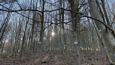 neiker-presenta-un-aula-para-simular-estrategias-de-gestion-forestal-sin-alteracion-del-entorno-natural