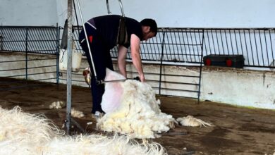 la-comunidad-de-madrid-preserva-la-tradicion-ganadera-con-el-esquileo-de-400-ovejas-de-razas-autoctonas