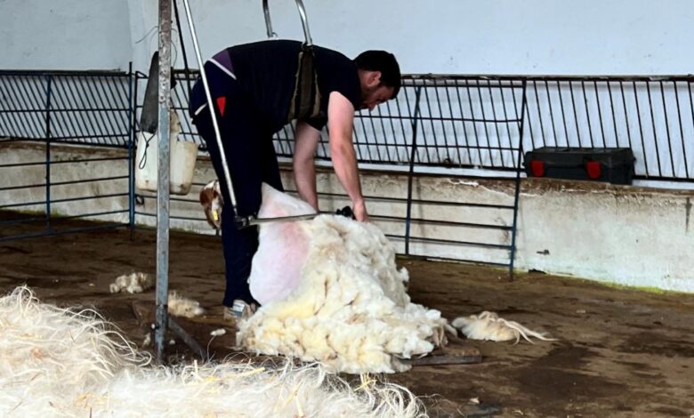 la-comunidad-de-madrid-preserva-la-tradicion-ganadera-con-el-esquileo-de-400-ovejas-de-razas-autoctonas