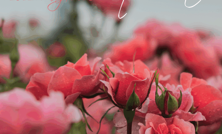 madrid-florece-con-los-concursos-popular-e-internacional-rosas-nuevas-villa-de-madrid
