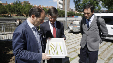 madrid-refuerza-los-trabajos-para-combatir-la-mosca-negra-en-el-rio-manzanares