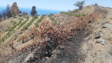 el-gobierno-de-canarias-convoca-subvenciones-por-4,5-m-e-para-promover-la-contratacion-de-seguros-agrarios