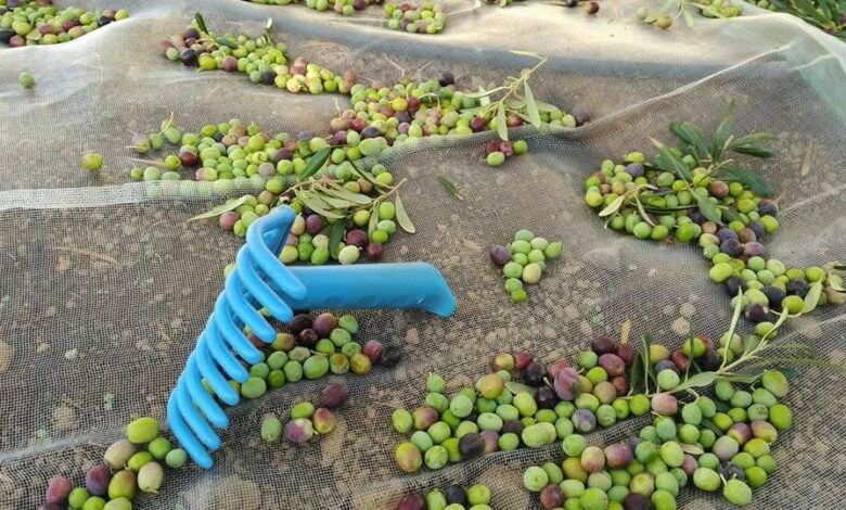 el-gobierno-de-canarias-convoca-las-ayudas-posei-por-superficie-para-productores-de-aloe-vera-y-olivo