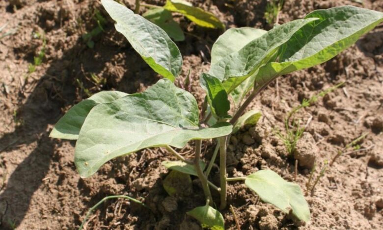 la-comunidad-de-madrid-convoca-35-cursos-y-jornadas-gratuitas-para-la-formacion-del-sector-agropecuario,-agroalimentario-y-forestal