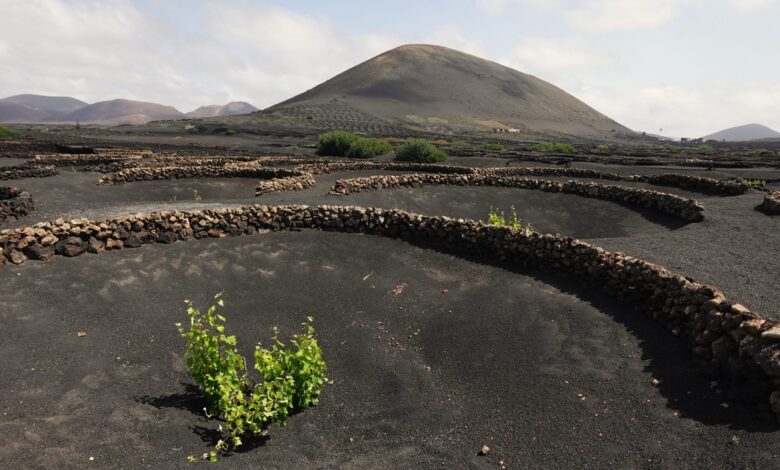 ‘malvasia’,-un-proyecto-de-serie-de-ficcion-en-torno-al-mundo-del-vino-en-lanzarote