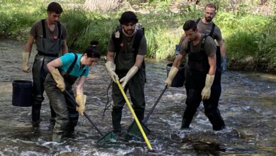 la-comunidad-de-madrid-rescata-cerca-de-400-barbos-comunes-aislados-en-el-arroyo-de-valdezate