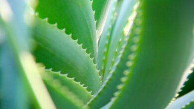 aloe-vera-canario-con-sello-tecnologico
