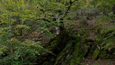 la-comunidad-de-madrid-organiza-cerca-de-200-actividades-medioambientales-gratuitas-para-mostrar-la-biodiversidad-y-promover-su-conservacion