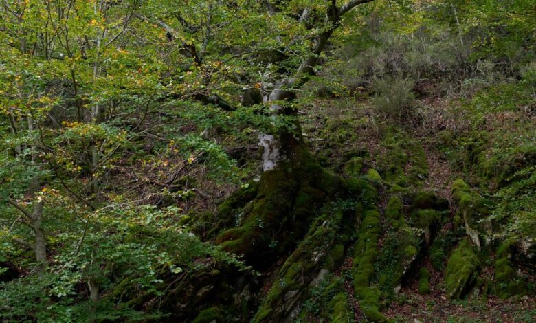 la-comunidad-de-madrid-organiza-cerca-de-200-actividades-medioambientales-gratuitas-para-mostrar-la-biodiversidad-y-promover-su-conservacion