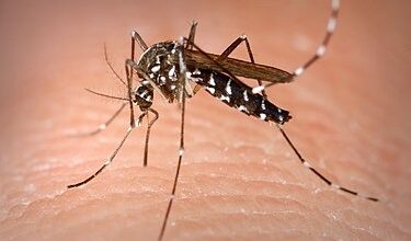 sanidad-da-por-cerrado-el-episodio-por-deteccion-de-aedes-albopictus-en-un-barrio-de-santa-cruz-de-tenerife