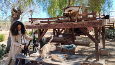 alicante-preasigna-el-servicio-de-recogida-y-custodia-de-animales-a-la-sociedad-protectora