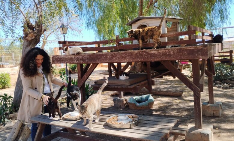alicante-preasigna-el-servicio-de-recogida-y-custodia-de-animales-a-la-sociedad-protectora