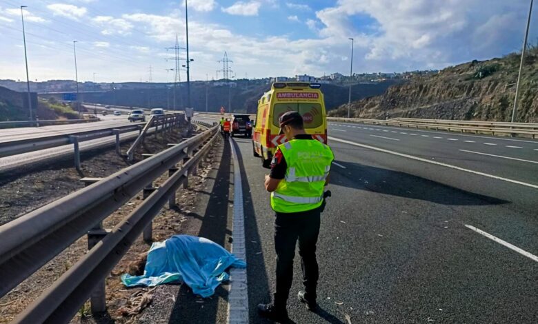 la-policia-canaria-investiga-el-origen-del-emu-atropellado-en-gran-canaria