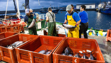 amaia-barredo:-“la-campana-del-bonito-ha-sido-muy-buena-en-capturas,-calidad,-tamano-y-precio”