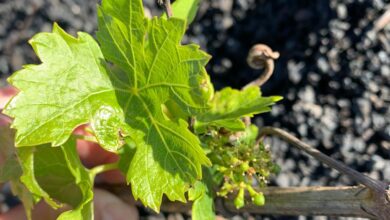 el-gobierno-de-canarias-inicia-las-prospecciones-de-la-filoxera-en-lanzarote