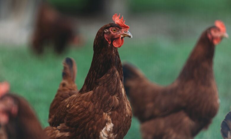 el-comite-rasve-aprueba-una-orden-con-nuevas-medidas-en-relacion-con-la-influenza-aviar