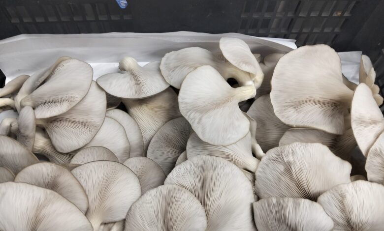 residuos-que-alimentan-la-innovacion-rural-en-canarias