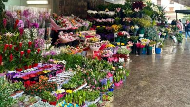 alicante-abre-los-puestos-de-flores-del-mercado-central-de-7-a-18-horas-en-san-valentin